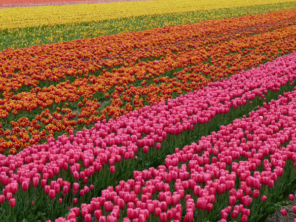 Tulpenkwekerij