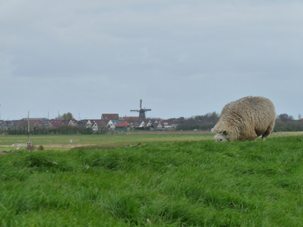 Veel schapen op de akkers